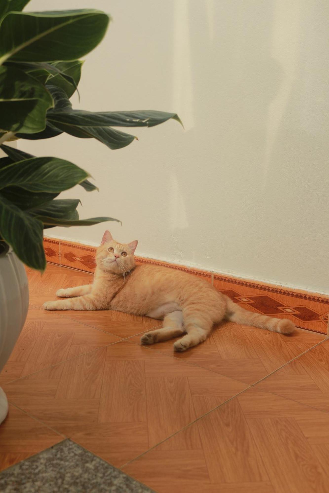 Lazy Cat - Motorbikes & Tours Hostel